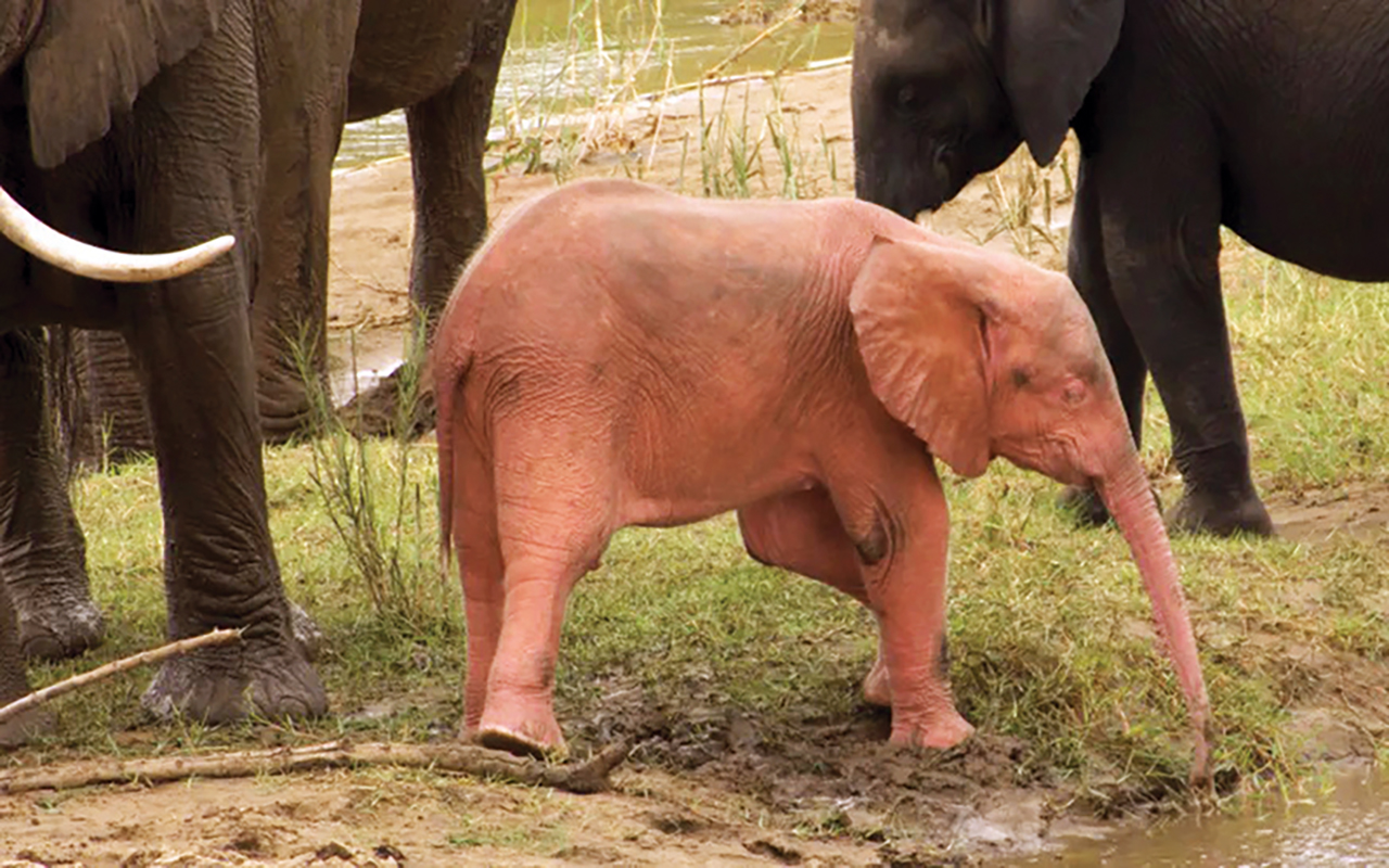 فيل وردي بجنوب أفريقيا مصاب بحالة وراثية نادرة
