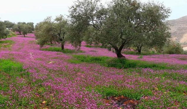 ربيع مبكر يجذب المتنزهين ويعيد النشاط للمواقع السياحية بعجلون