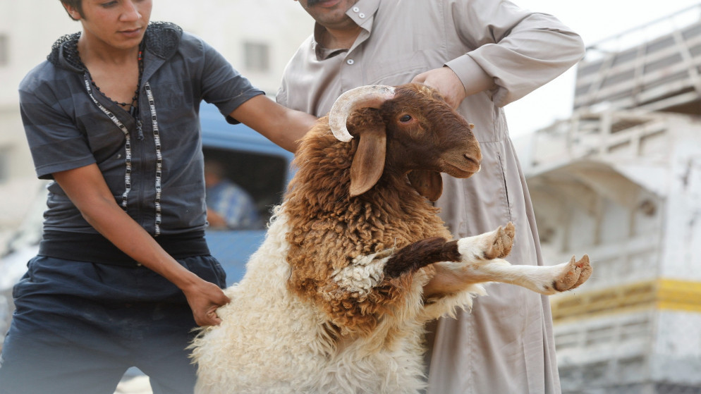 بلدية الزرقاء تحدد أماكن بيع و ذبح الأضاحي