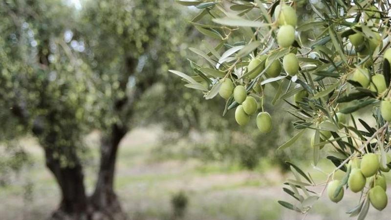 زراعة الوسطية تدعو مزارعي الزيتون لاتخاذ إجراءات للحد من تأثير موجة الحر