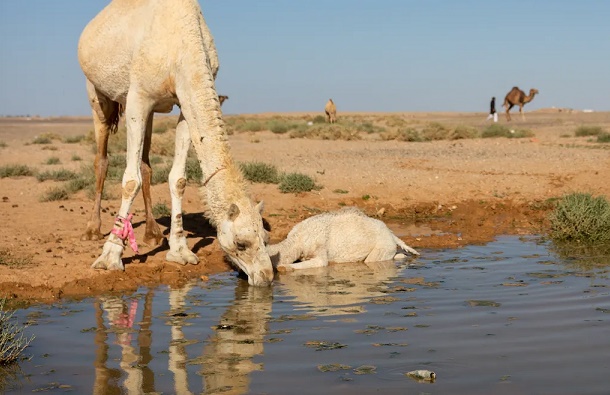 أبو السعود: الأردن أصبح أفقر بلدان العالم مائيًا