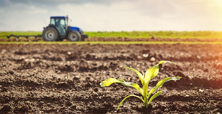 Detail of growing maize crop and tractor working on the field