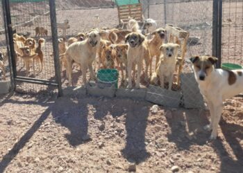 جمعية متخصصة بالرفق بالحيوان لجمع الكلاب الضالة في العقبة