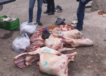 بلدية الكرك تضبط 100 كغم من اللحوم الفاسدة