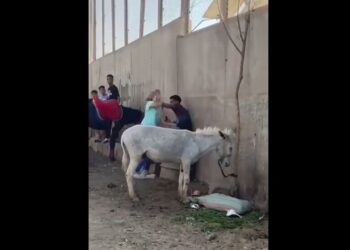 سائحة أجنبية تهاجم شابا قرب أبو الهول بسبب حمار