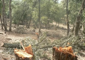 ضبط اعتداء على 120 شجرة حرجية في عجلون بقيمة 12 ألف دينار