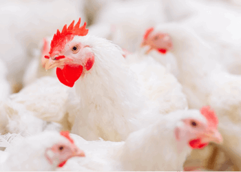 حالات النفوق تضرب مزارع الدجاج مجددا وسط غياب سبل مواجهتها