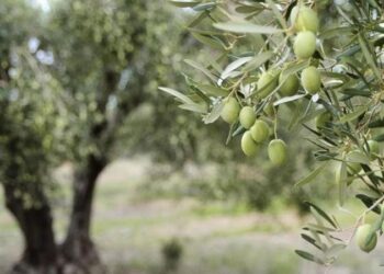 أهمية الري التكميلي في تطور ونمو ثمار شجرة الزيتون