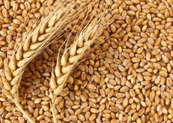 الأردن يعزز أمنه الغذائي بمخزون قمح وشعير آمن وتوريد مستمر