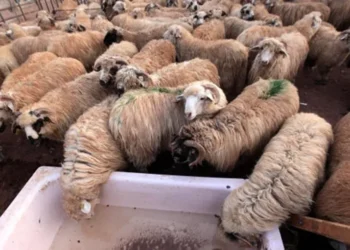 أسعار الخاروف الروماني تقفز بشكل غير مسبوق وتنافس البلدي