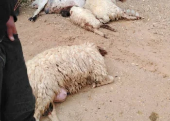 صاعقة رعدية تتسبب بنفوق 9 رؤوس من الاغنام في الكرك