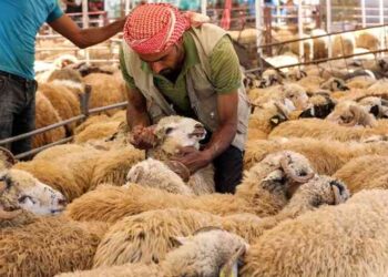 أمانة عمّان تحدد مواقع حظائر بيع الأضاحي وتستقبل الطلبات إلكترونيا