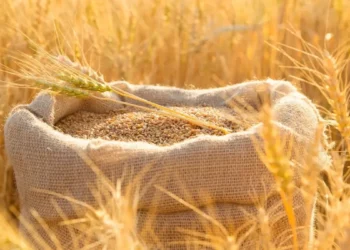 الفاو : قلة الأمطار ستؤثر سلبا على محاصيل القمح والحبوب في الأردن