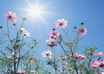 أجواء ربيعية لطيفة نهار الجمعة وباردة ليلا