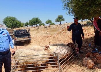 جولات تفقدية على حظائر الأضاحي في عجلون