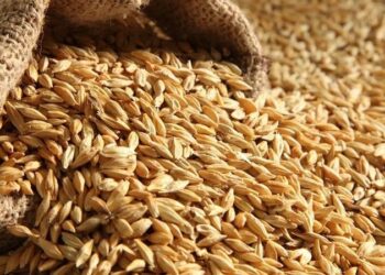 استيراد متواصل من عدة دول .. تحركات أردنية لرفع مخزون القمح