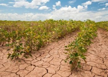 تأثيرات سلبية على الزراعة والثروة الحيوانية جراء موجة الحر