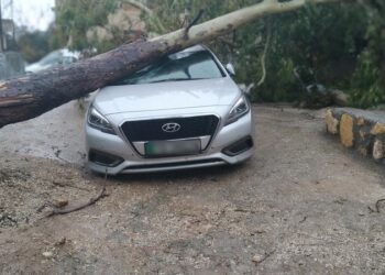 إزالة شجرة سقطت على مركبة في إربد