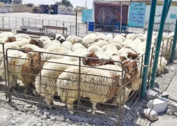 شكاوى من انتشار حظائر الأغنام داخل الأحياء السكنية في المفرق