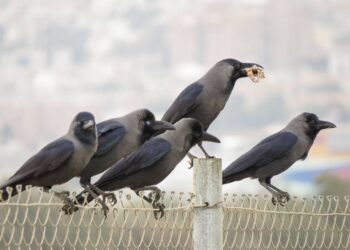العقبة تستعيد هدوءها بعد اختفاء الغراب الهندي