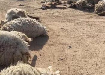 ​حيوان مفترس يهاجم حظيرة أغنام في إربد ويتسبب بنفوق 17 رأسًا