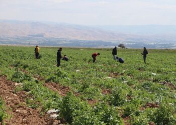 وفاة وإصابتان بضربة شمس في الأغوار الوسطى