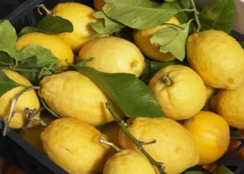 الغزاوي يوضح ارتفاع اسعار الليمون في الأردن