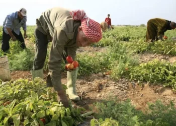 البنك الدولي: أكثر من 16 ألف مزارع استفاد من برنامج أرضي لدعم القطاع الزراعي