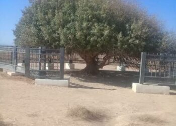 شجرة البقيعاوية نقطة جذب نشطة للسياح ومرتادي البادية الشمالية الشرقية