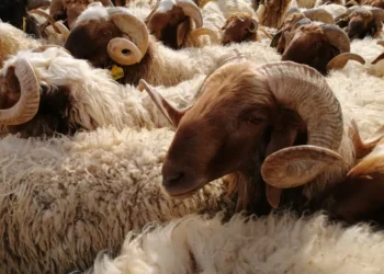 مطالب نيابية بتأجيل الترقيم الإلكتروني للمواشي 3 أشهر