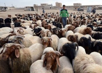 الزراعة تطلق حملة الترقيم الإلكتروني للثروة الحيوانية