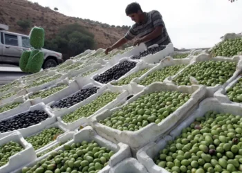 تذبذب المناخ يهدد موسم الزيتون المقبل