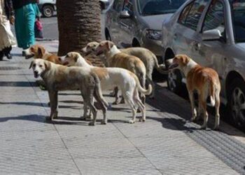 خطة لترقيم وتعقيم الكلاب الضالة وزرع شرائح إلكترونية لتتبعها