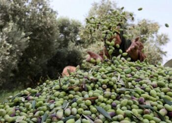 شتوة أيلول .. ضوء أخضر لبدء موسم قطف ثمار الزيتون
