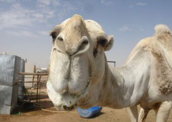 أردني يذبح جملا بعد نجاته من السجن في إربد