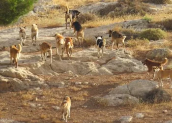المحسيري تسأل رئيس الوزراء عن فوائد اتفاقيات الكلاب الضالة