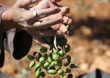 المفرق.. عاصمة الزيتون الأردني وذاكرة الأرض الخصبة