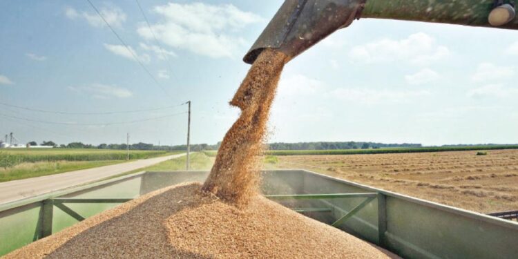 الأردن يرفع سعة تخزين الحبوب في الغباوي والموقر والقطرانة والمفرق