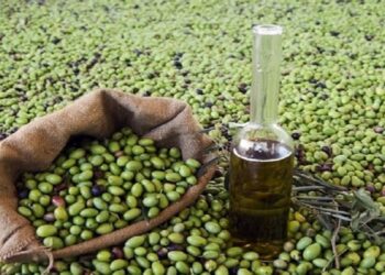 الزراعة توضح شروط استيراد زيت الزيتون للأردن