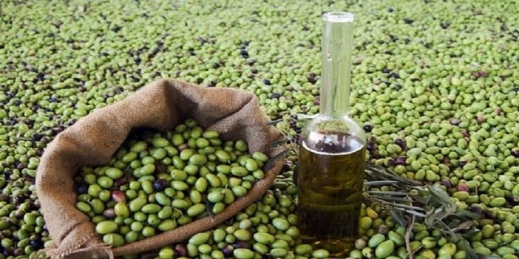 الزراعة توضح شروط استيراد زيت الزيتون للأردن