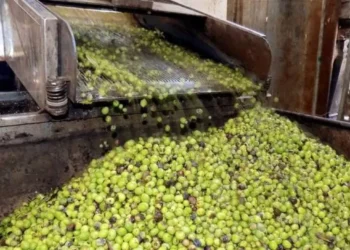مديرية زراعة جرش ترجح انخفاض إنتاج الزيتون داخل المحافظة بنسبة 90%