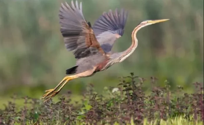 10 ملايين طائر مهاجر يعبرون سماء الأردن سنويا