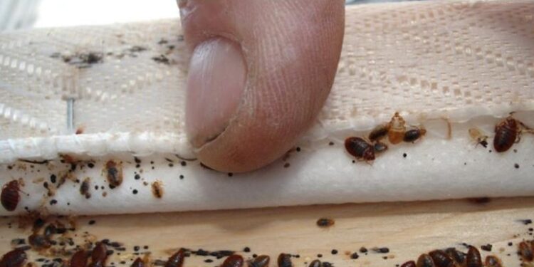 عودة البق إلى مدرسة أردنية بعد قرار التعطيل