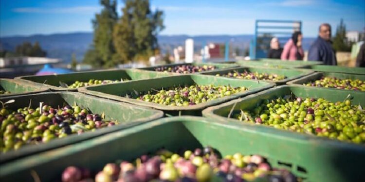 الإحصاءات العامة: إنتاج زيت الزيتون أقل من المعدل الموسمي بنسبة 44.2٪