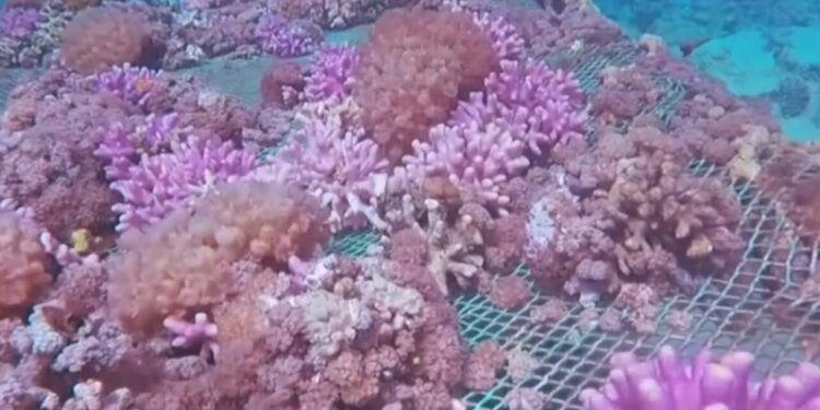 خليج العقبة يحتضن آخر امتداد للشعاب المرجانية في العالم شمالا