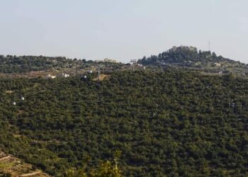 بدء تنفيذ مشروع متنزّه عجلون الوطني على مساحة تقارب 700 دونم