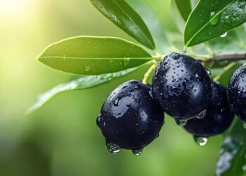 الأرصاد: الهطولات المطرية ترفع أداء الموسم المطري إلى 16%