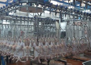 طرح مشروع مسلخ عمّان الجديد للاستثمار