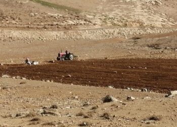 الكرك: الأمطار تنقذ موسم القمح والشعير