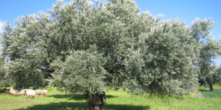 إدراج شجرة زيتون المهراس في الأردن على قائمة التراث غير المادي لليونسكو